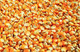 Yellow Corn