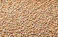 Wheat